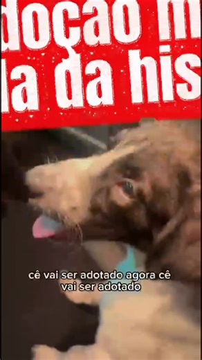 Emerson Machado on Instagram: "Olha aí Mofi a adoção mais rápida que teve, dois senhores de bem ajudaram e adotaram esse cachorro que ia morrendo atropelado"