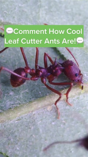 Leaf Cutter Ants: Fascinating Mushroom Farmers in Action