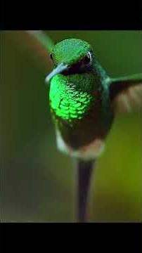 Hummingbird vs Honey Bees | Fascinating territory struggle