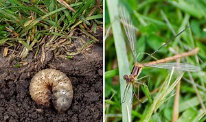 How and when to use lawn feeds and treatments