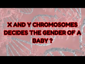 X and Y chromosomes decides the gender of a baby? | Genetics