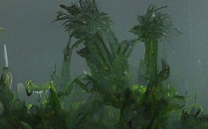 Why did grocery stores get rid of lobster tanks? [2025] | QAQooking.wiki