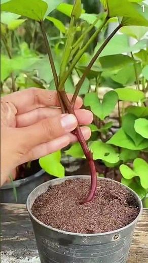 Ide brilliant menanam pohon umbi-umbian dengan teknik cerdas #shorts