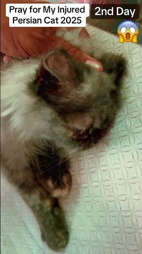 home remedies for wounds in cats | cat wound natural remedy