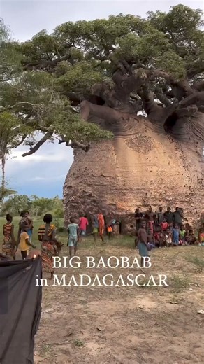 33K views · 401 reactions | ✨ The Big Baobab tree in Madagascar,...