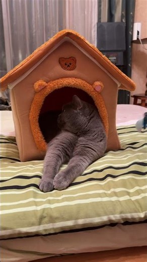 POV: You’re a Fly in My House