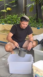 Eto naa ang mga bago kong be-baby-hin! 🦞 Salamat Sesep’s Farm ! Excited na ako ulit kumain ng crayfish! Ang crayfish ay parang isang freshwater lobster. Malasa, mabilis lumaki, at magandang kabuhayan. 🙌 👉 Abangan sa next video—kung paano natin aalagaan ang crayfish. Watch the part 1 here: https://www.facebook.com/share/v/176LTe7efr/?mibextid=wwXIfr #titoera #crayfish #crayfishfarmingphilippines | Marvin Agustin