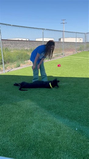 5.3K views · 139 reactions | Indi is a 2-year-old black lab blend who is sweet, good with neutered males, doesn’t like feline friends, and is fixed, vaccinated, microchipped, and her adoption fee is only $20! | Snake River Animal Shelter | Facebook