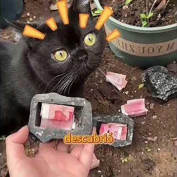 This black cat knows where the money is hidden