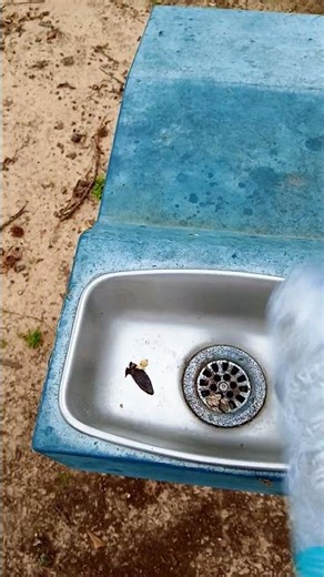 slapping water bottle against a drinking fountain sound effect