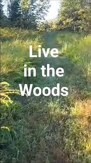 Live highlight Nonstop Beagle Hound Music – Live in the Woods