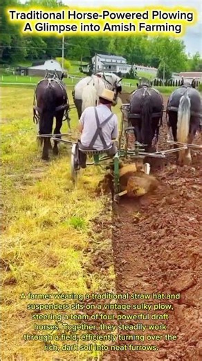 Traditional Horse-Powered Plowing: A Glimpse into Amish Farming