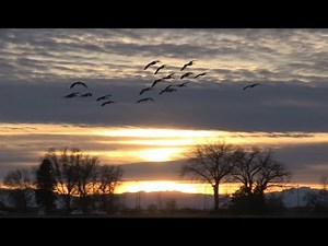 The amazing Canada goose migration