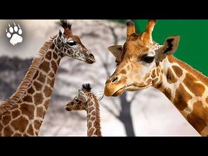 In the Heart of the Savannah: A Giraffe’s Life of Reproduction | Documentary