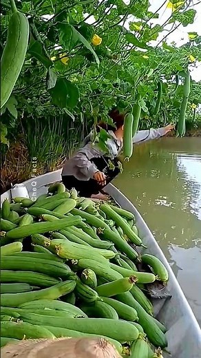 Amazing Farming Techniques Used by Chinese Farmers! #shorts #farming #china