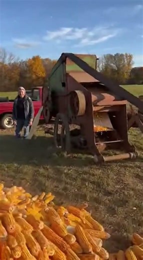 Labor-Saving Corn Feeding Method for Thresher Boost Your Harvest Speed