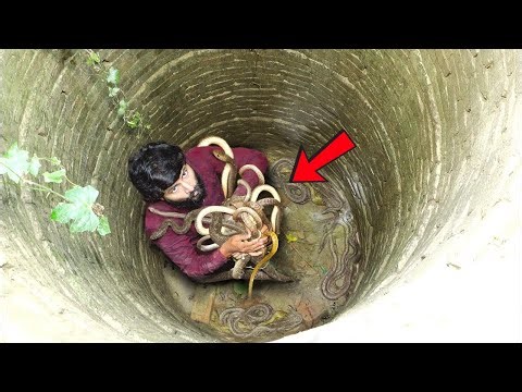 Dangerous snakes attack in a well 😱🐍 Scary scene captured on camera! 😨 murliwale hausla