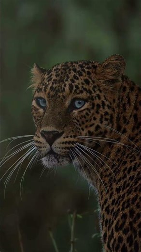#animals #liopard spotted #jungle #junglelife #jungleadventure