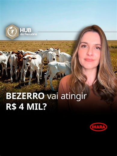 Bezerro vai atingir R$ 4 mil?
