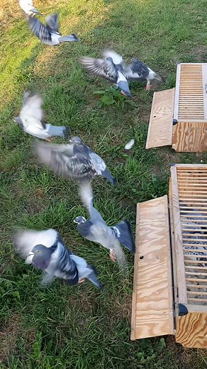 Steve Maynard on Reels