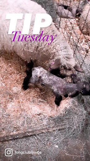 In 2017 we were lambing the majority of our ewes in the middle of the night. Lambing week became the worst week ever! I need my sleep 🤣 I was complaining to my dad who was calving 300 head of cows and he started telling me about how they switch feeding schedules close to calving to more of a night feeding only. I decided to play with the idea and came up with this feeding schedule that has completely changed how our ewes have lambed! I rarely lamb during the middle of the night now. The majorit
