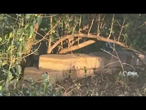 Reptilian Alien Sighting at Home Depot St Elmo in Austin tx 7-25-23