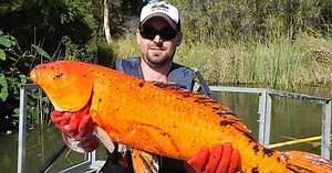 Mutant pet fish dumped in rivers grow 10 times their normal size