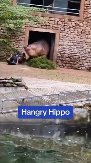 Animal Attacks: Hippo & Capybara Attack Humans