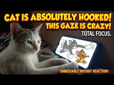 My Kitten's Reaction to Tom & Jerry|Funny Reaction 🐱🐭