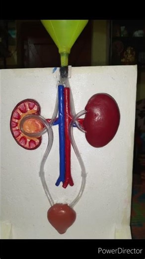 Human Excretory System. Kideny working model.