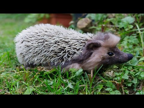 Needle felted Hedgehog from start to finish!