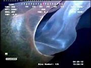 Deepstaria enigmatica