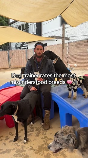 Dog trainer rates the most misunderstood breeds 🧠🐺 Three breeds with completely different energies — but all capable of greatness when led the right way. 🏋️‍♂️ Pitbulls — loyal hearts in strong bodies. They mirror your calm or your chaos. 🧠 German Shepherds — the soldiers of the dog world. Structure and purpose keep their minds clear. 💨 Doodles — full of love and energy, but without structure, they’ll run your house like a daycare gone wild. At the end of the day, it’s never just the breed 