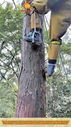 Best Method of Worker Climbing Tree Using Spiked Boots for Safe Cutting