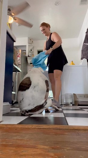 Pigeon on Instagram: "Our most asked question is “how does Pigeon use the bathroom”. Like other paralyzed dogs we have to express her bladder especially before super exciting chair time! "