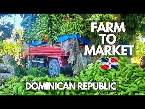 Farm to Market Plantain Harvest | Dominican Republic Agriculture Farming