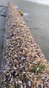 Amazing creatures in the ocean | http://www.aucas.com