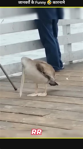 Animals Funny Video 😂😂|| #funny #animalsfunny #shorts