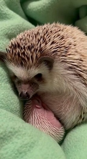 😲 Why Is That Hedgehog Foaming at the Mouth?!** Imagine this: You spot a hedgehog in your garden. It’s licking something intensely, contorting its body into strange shapes, and suddenly... its mouth is covered in white froth! 🧼 Your first thought? **"Oh no, it has rabies!"** 😱 **STOP.** Before you panic or call animal control, you need to know the truth. **🫧 It’s Not Sickness – It’s "Self-Anointing"** This weird and wonderful behavior is unique to hedgehogs. When they encounter a new or stro