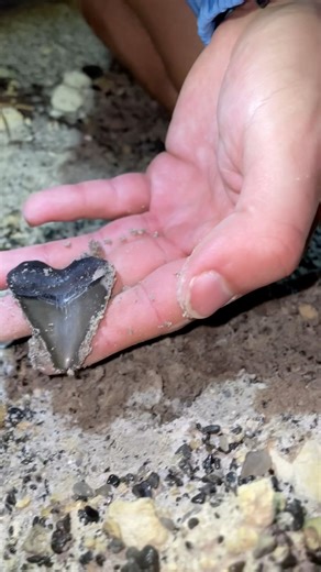 7.2K views · 173 reactions | Hubbell Megalodon Shark Tooth fossils...