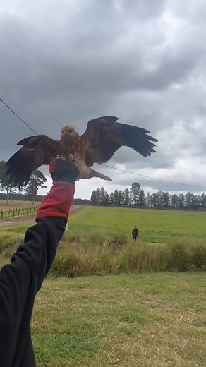 Raptor Vision on Reels