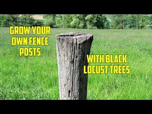 Growing Black Locust Trees for Fence Posts