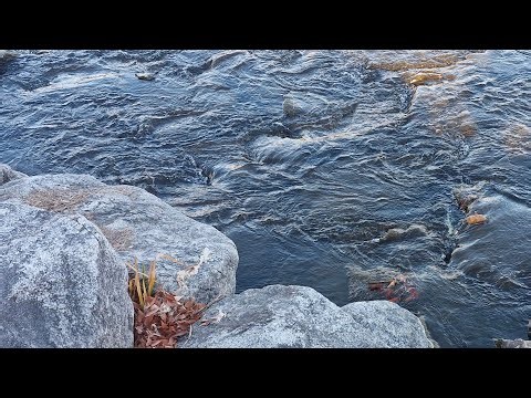 nature TV 라이브 스트리밍 중