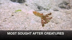 8.2K views · 102 reactions | Cool video and some interesting facts about Blue Ringed octopus.. | OK Divers | Facebook