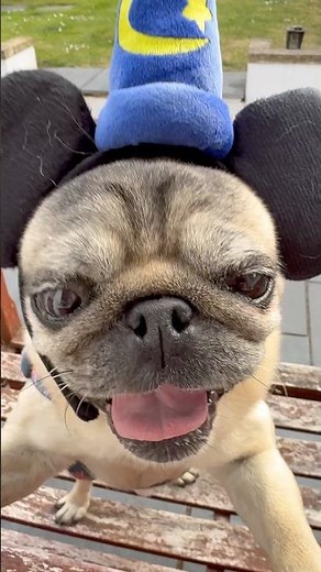 Pugs Licking Screen 🤣