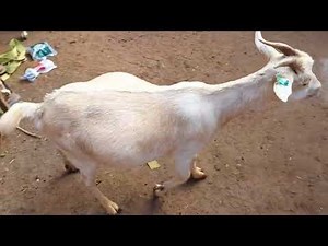 Goat Farming in Africa Zimbabwe. A day well spent!