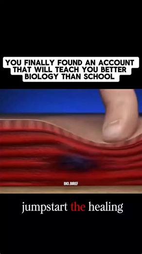 See what actually happens to your muscles during a massage and tag someone who needs this! #science #medical #knowledge #biology #healthtip