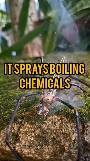 This Bug Explodes to Survive 😨