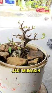 Bonsai Waru Mame Super Mini | Koleksi Elegan TheMax30cm #bonsaithemax30cm #bonsaitree #bonsaiwaru
