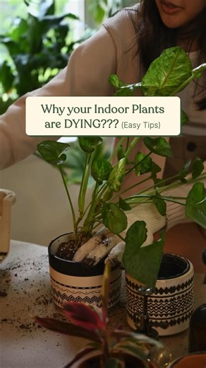 These mistakes are KILLING your Indoor Plants 😳 (Easy Beginner Tips ✅) #indoorplants #plantingtips